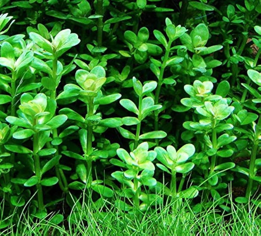 Rotala Indica Green