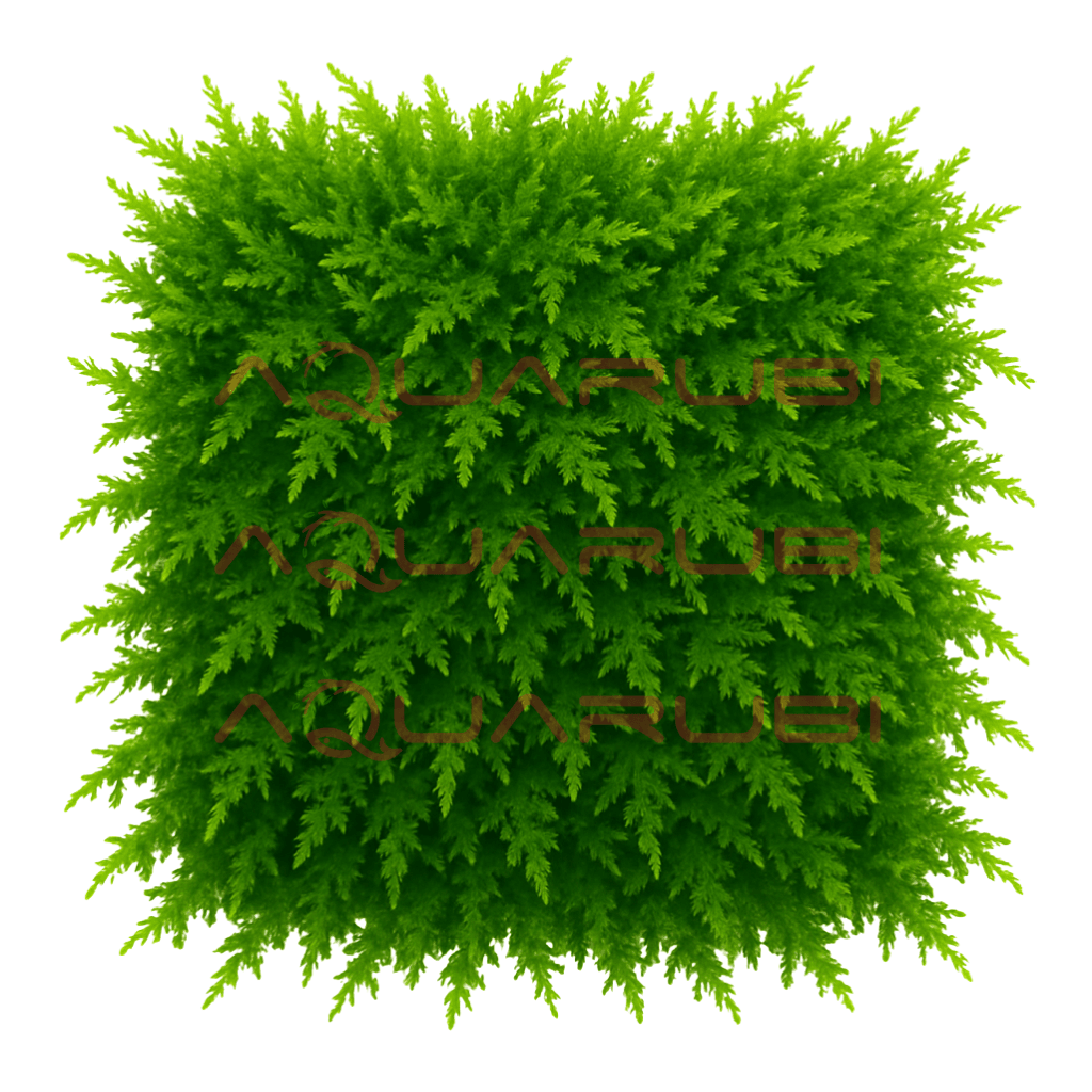Vesicularia "Christmas Moss" 10x10cm