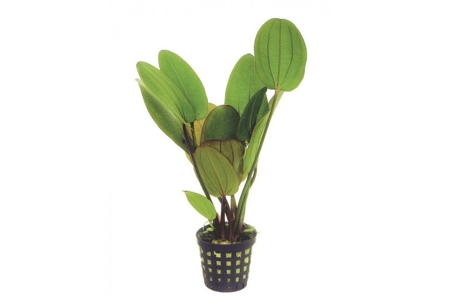 Echinodorus Rose