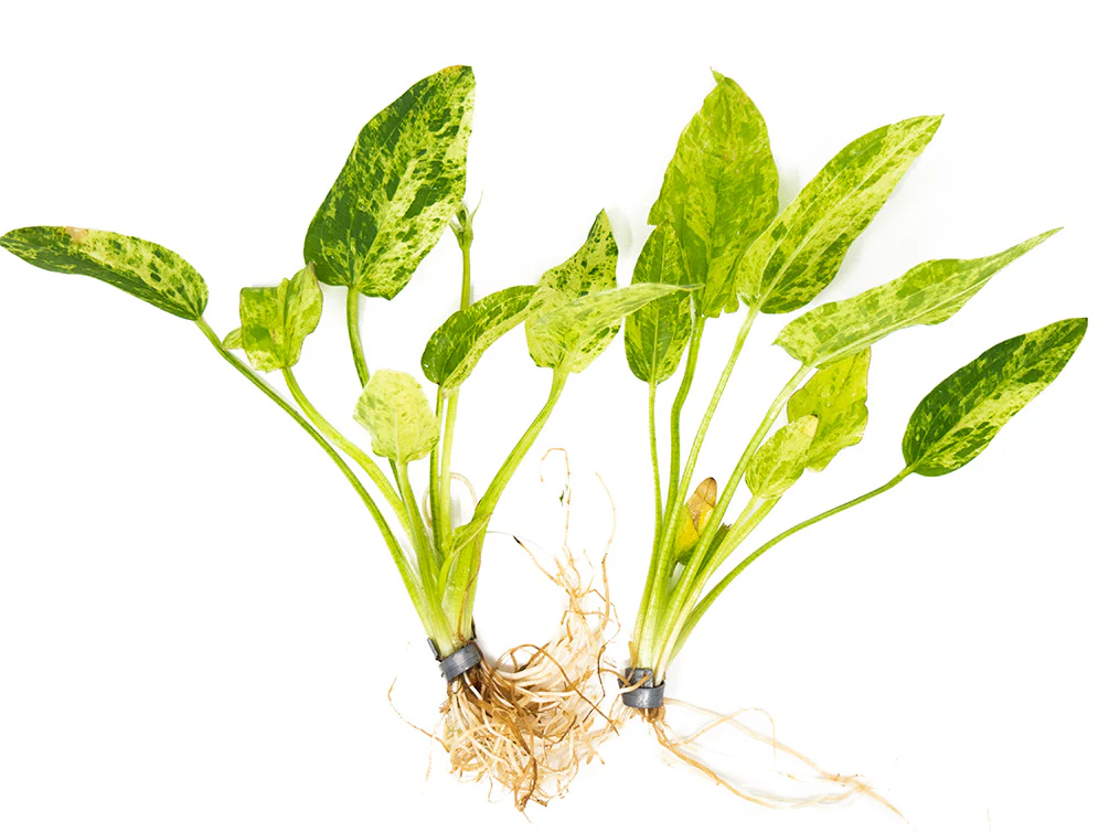 Echinodorus Marble Queen