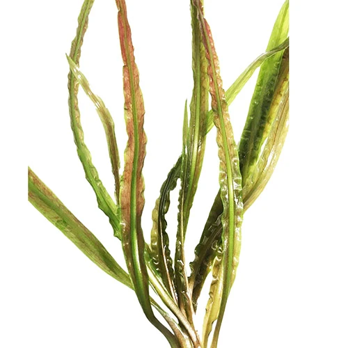 Cryptocoryne Retrospiralis Saksı