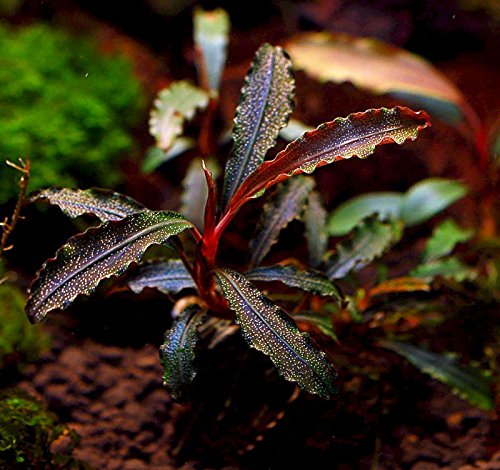 Bucephalandra Godzilla (kedagang red) on stone