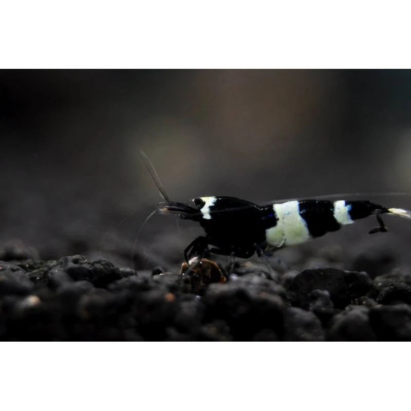 Taiwan Bee Panda 1-1,2 cm