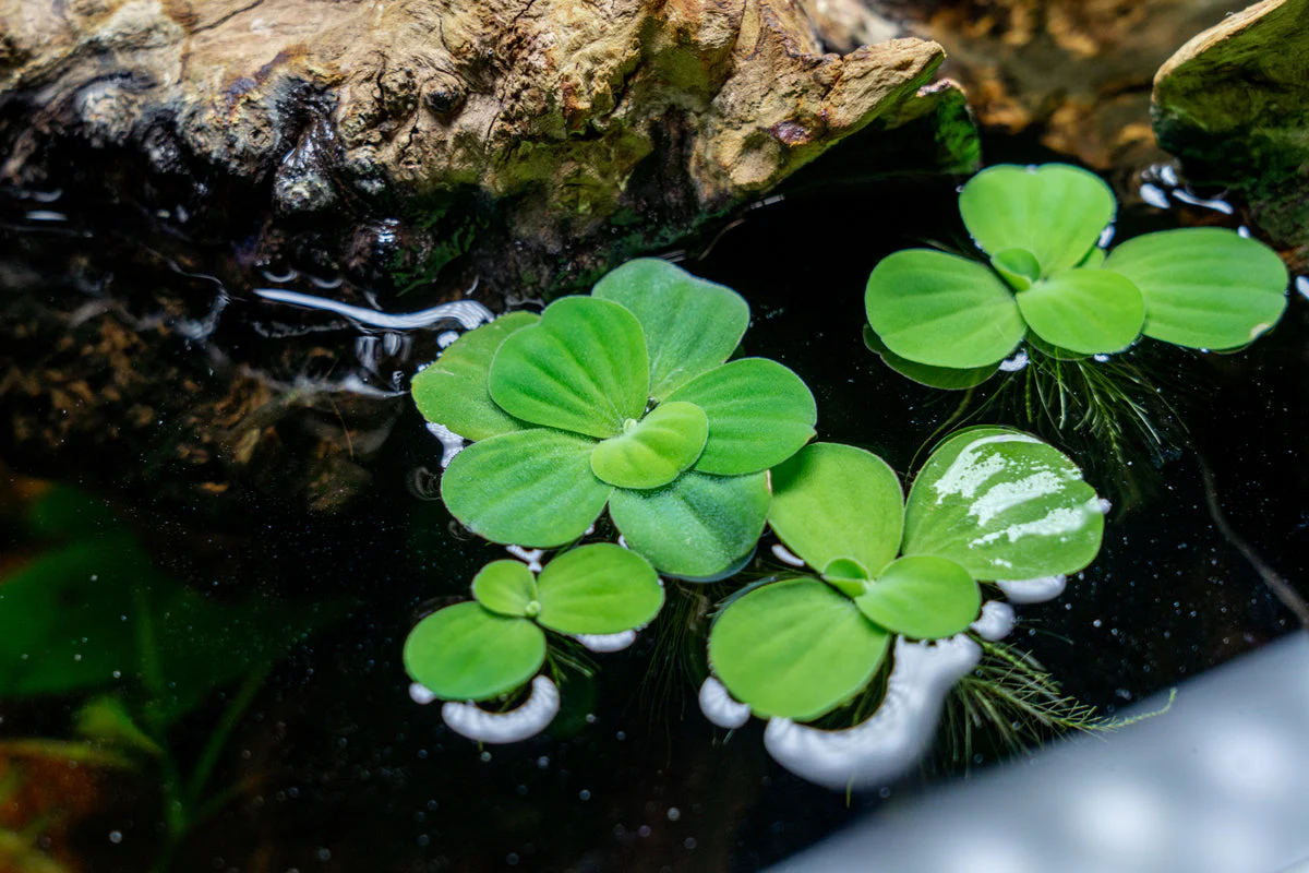 Pistia Stratiotes (Su Marulu)