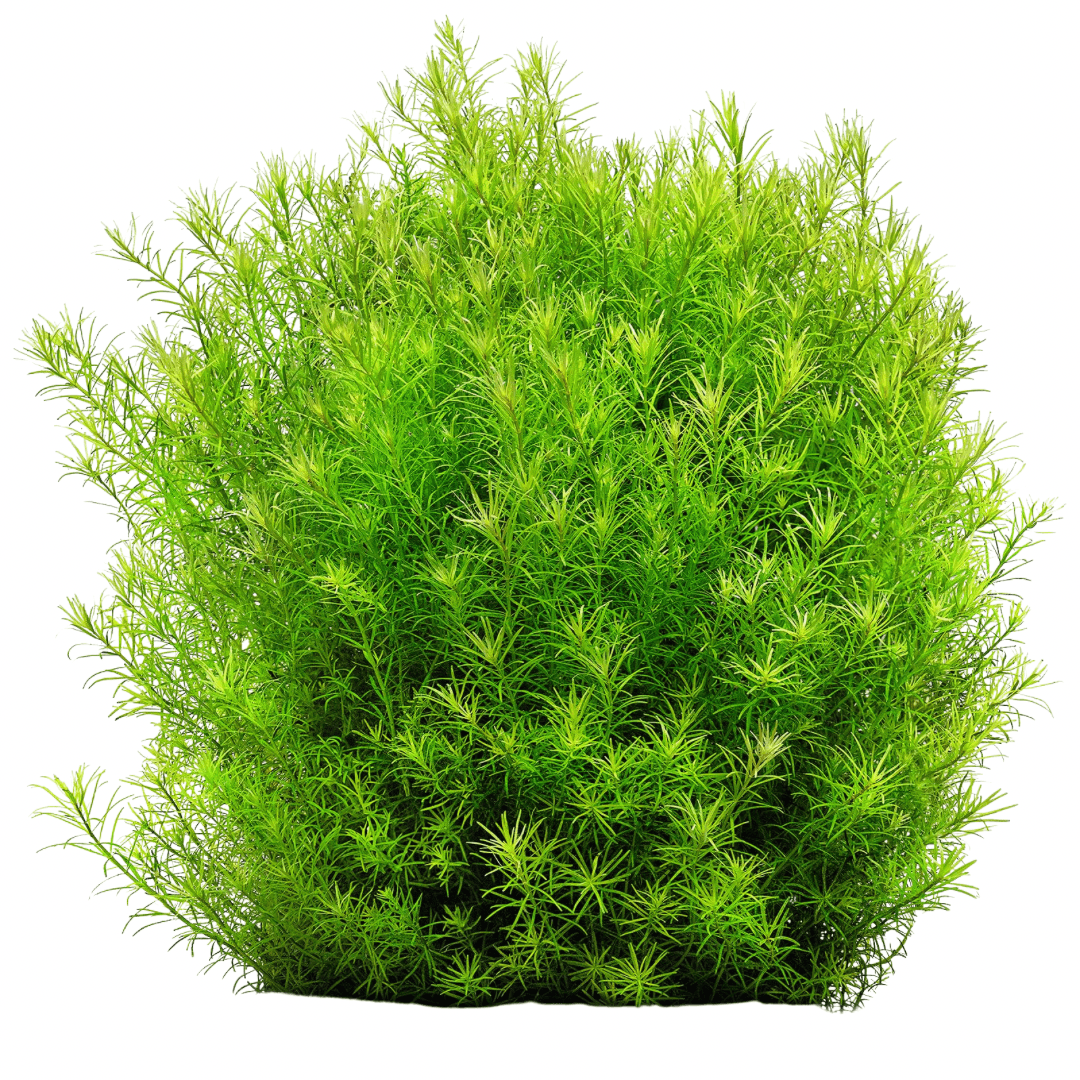 Rotala Sp. "Nanjenshan"