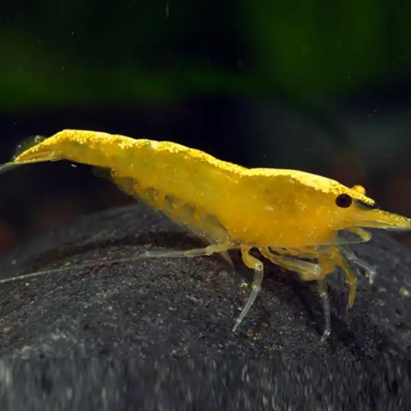 Sarı Ateş Neon 0,8-1 cm 10'lu koloni