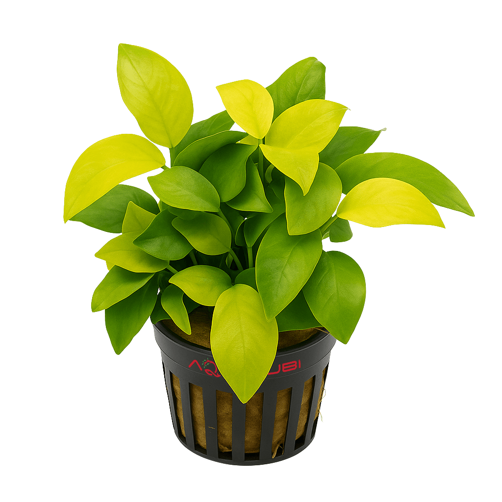 Anubias Barteri Var Nana Golden