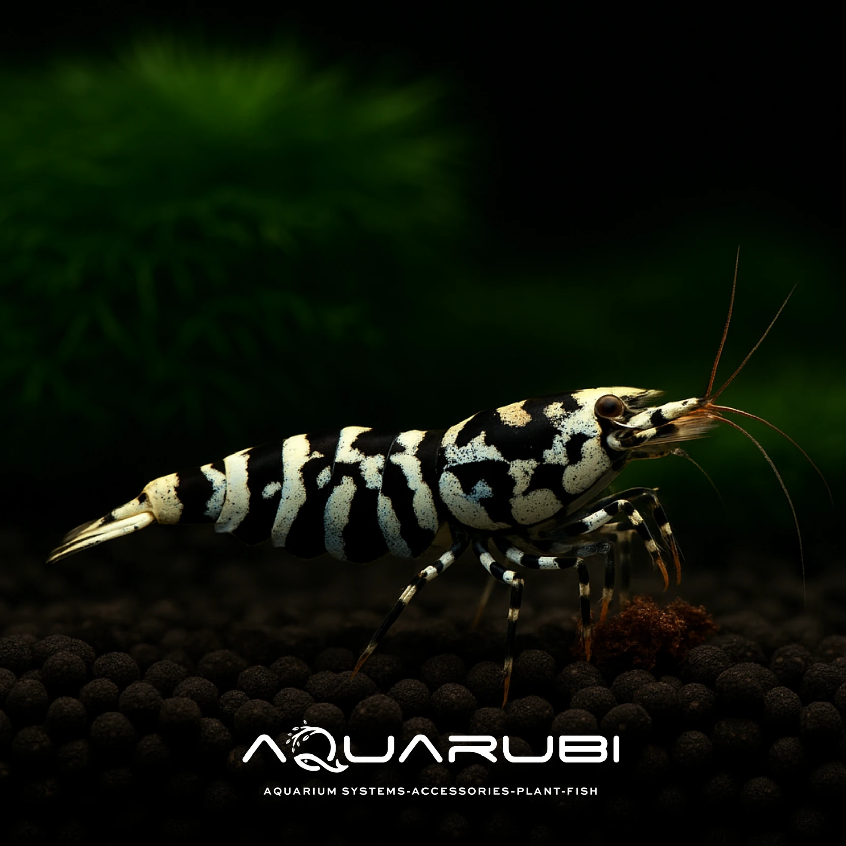 Black Fancy Tiger SS/SS+ 1-1,2cm