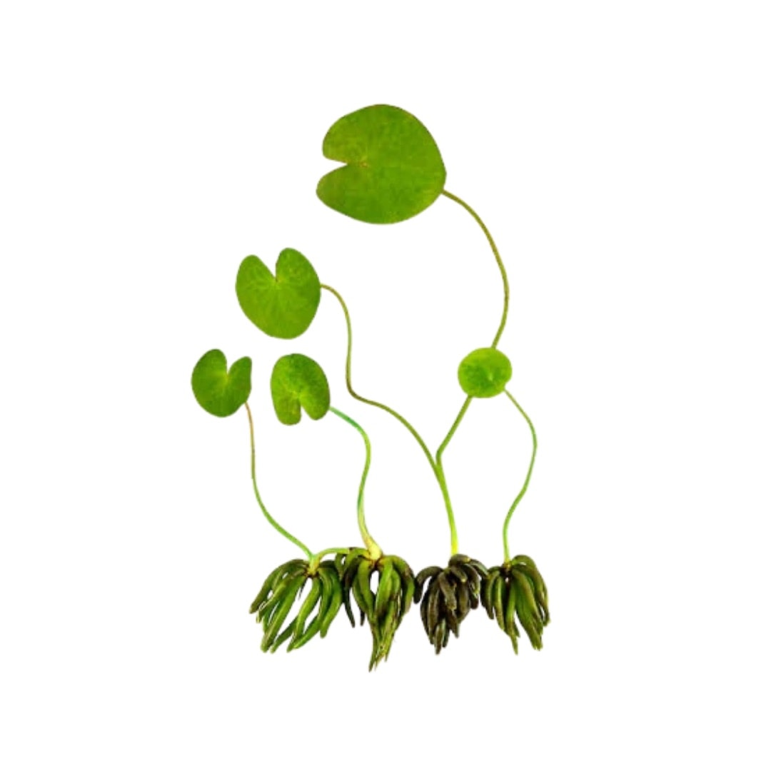 Nymphoides Aquatica / Banana Plant