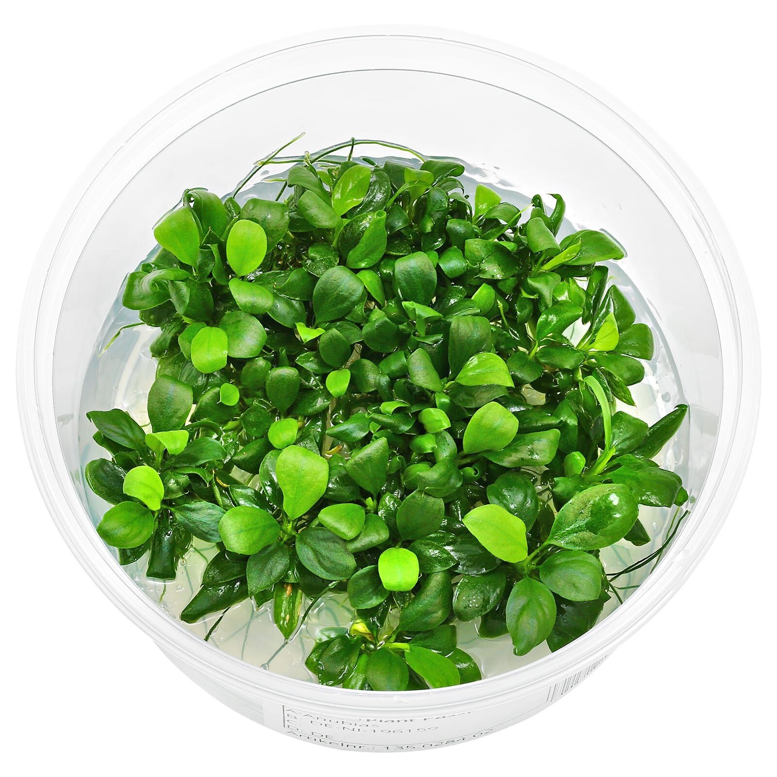 Anubias Mini Coin