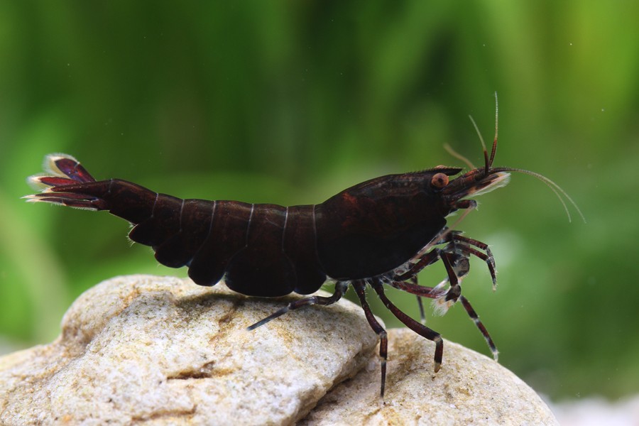 Taiwan Bee Black Extreme 1-1,2 cm