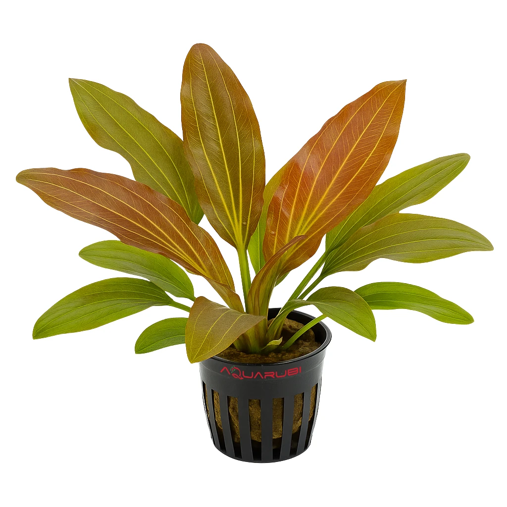 Echinodorus Red Rubin