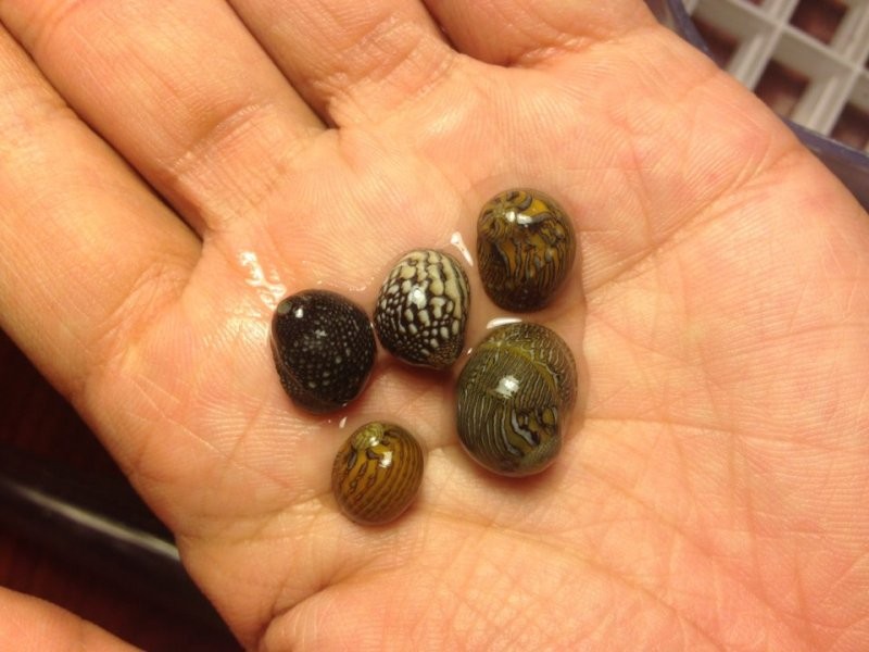 Mini Nerite Salyangoz 5 adet