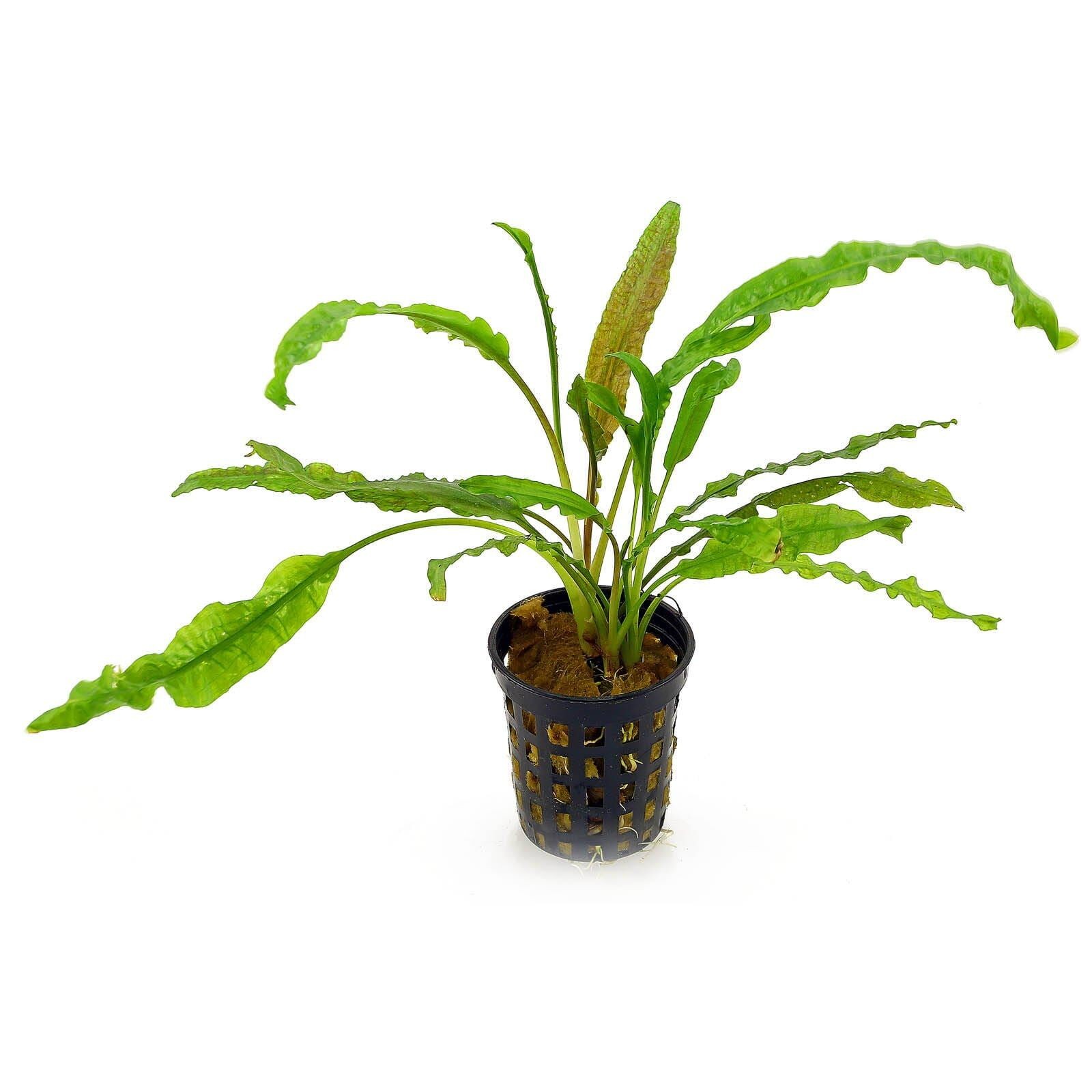 Cryptocoryne Crispatula var. Balansae