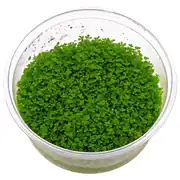 Hemianthus