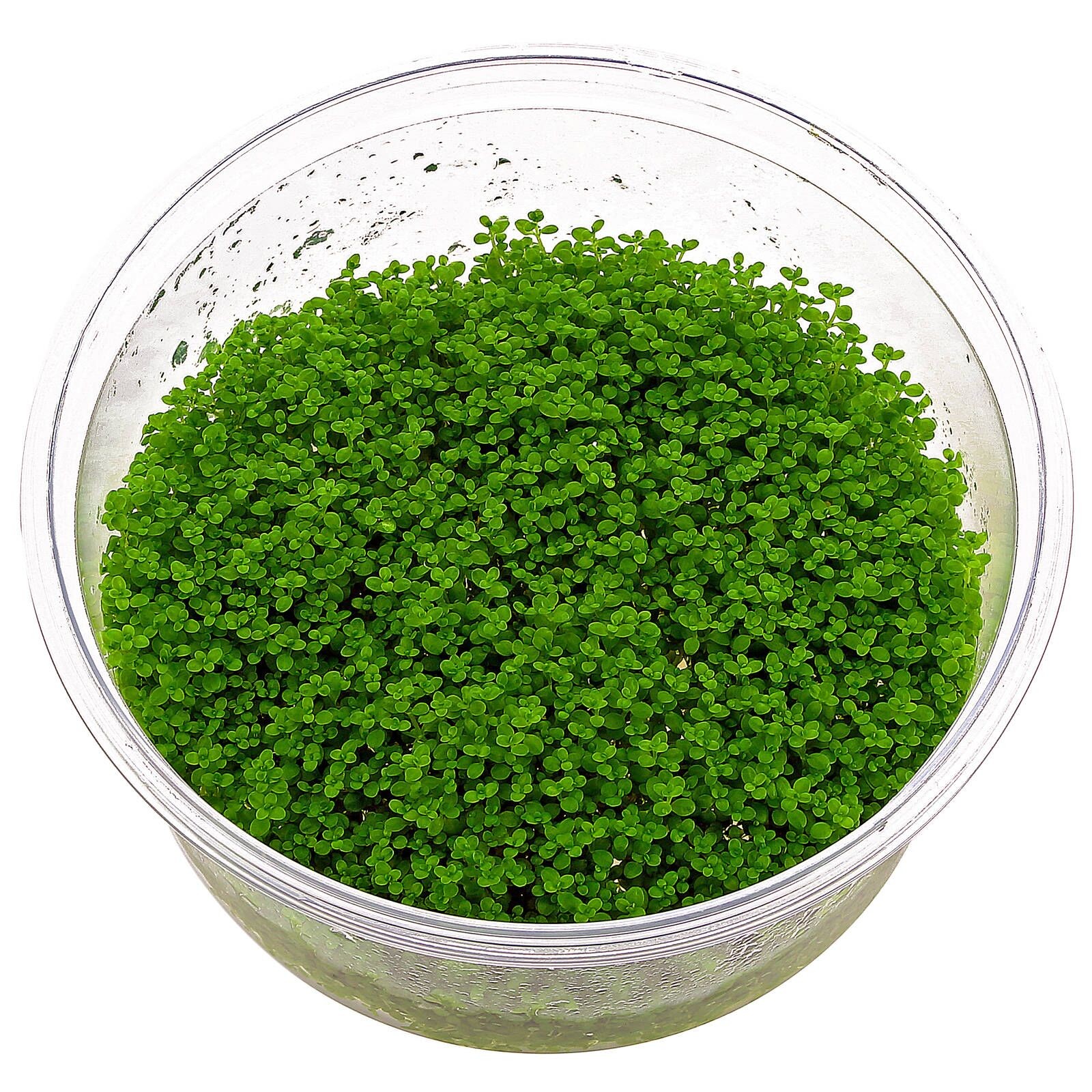 Hemianthus Callitrichoides Cuba Vitro (apc)