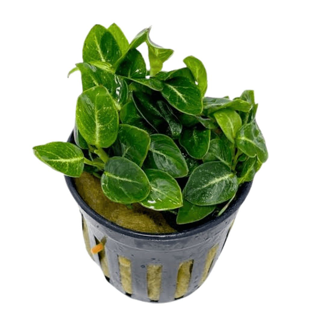 Anubias Stardust Mini
