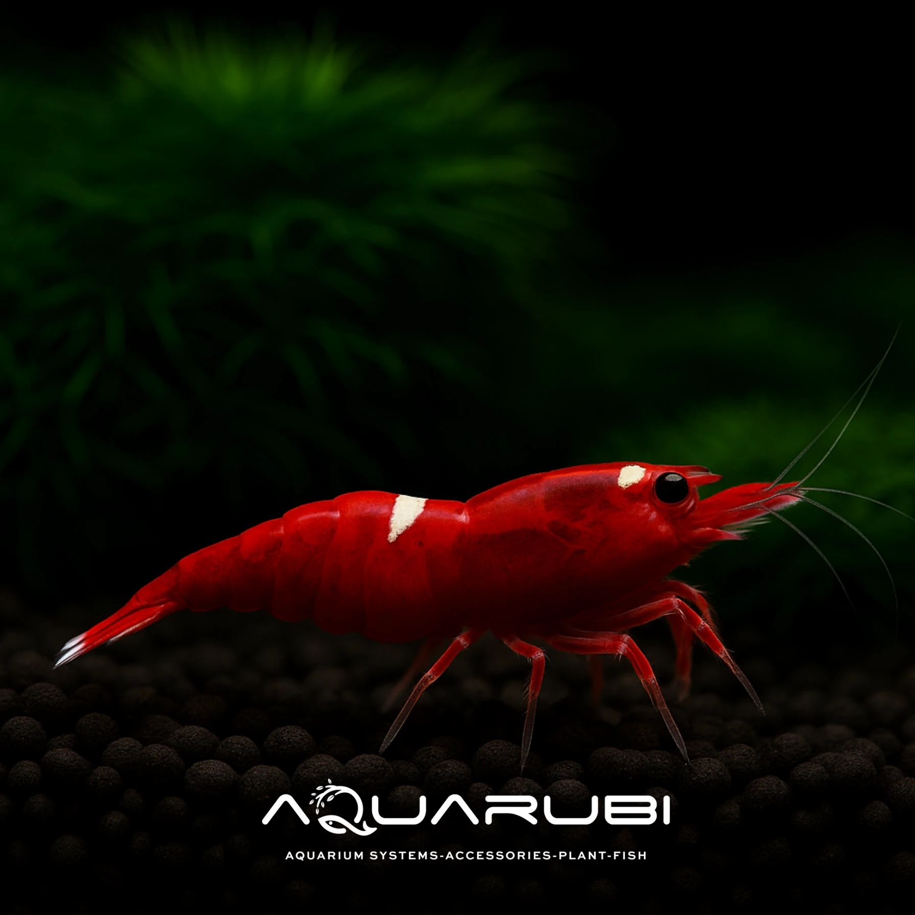 Taiwan Bee Red Ruby 1-1,2 cm