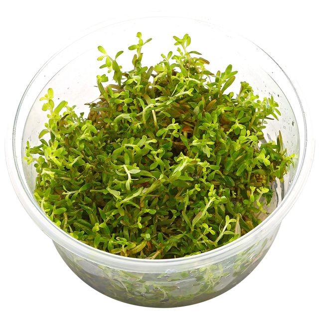 Rotala H'Ra Vitro