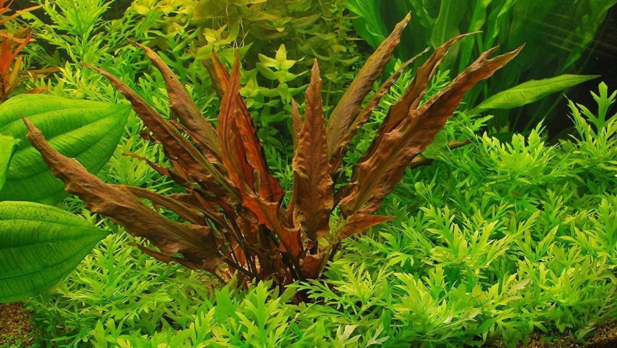 Cryptocoryne Affinis Red