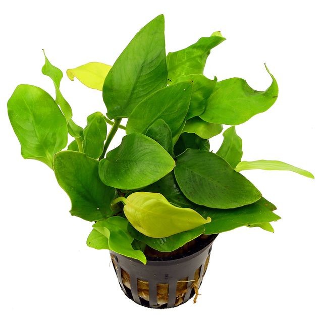 Anubias Barteri Var Nana Golden