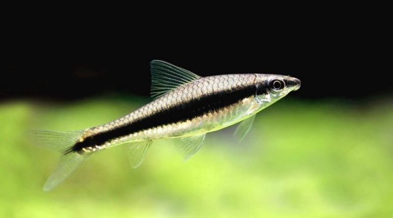 SAE (Crossocheilus Siamensis) 3-4cm (5 adet)