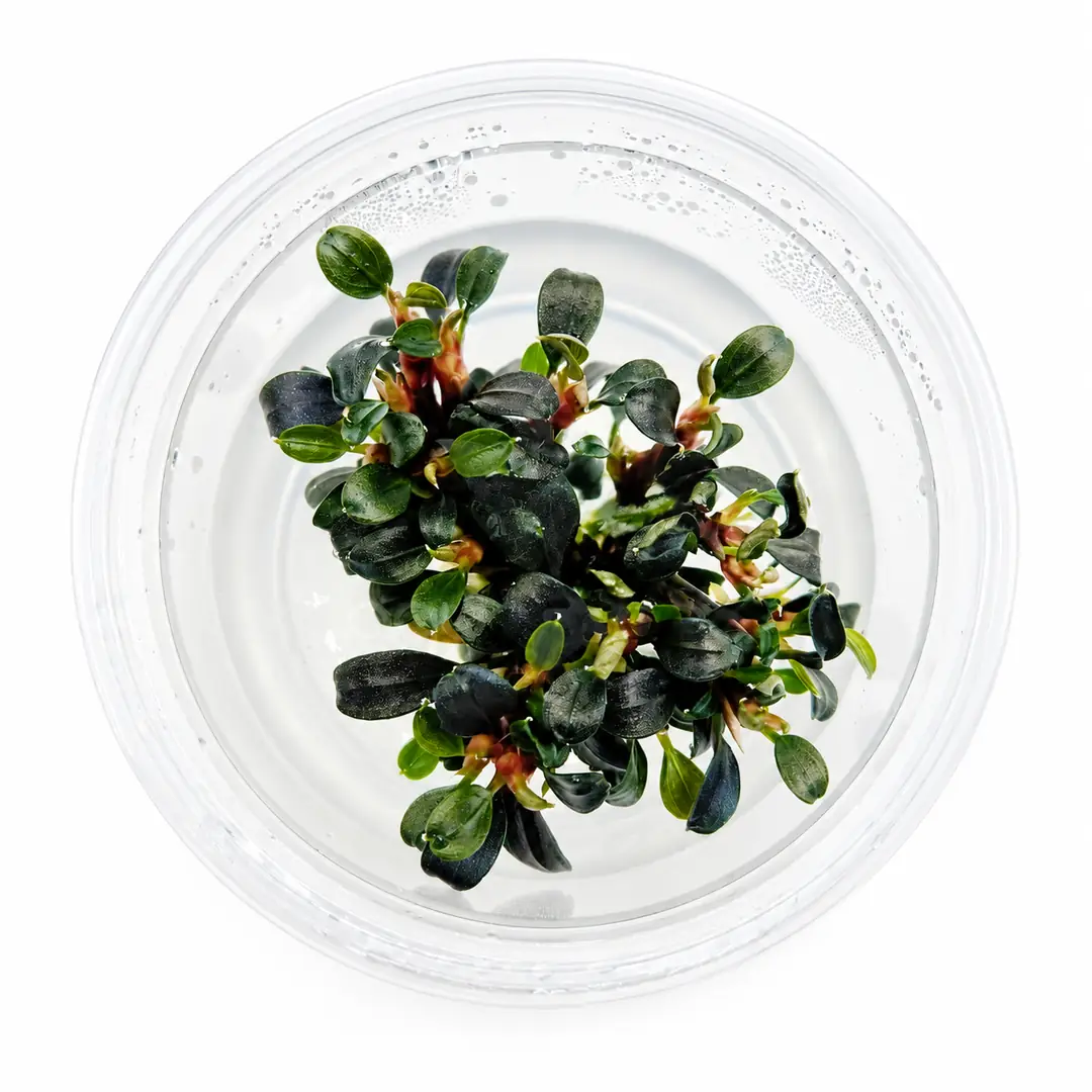 Bucephalandra