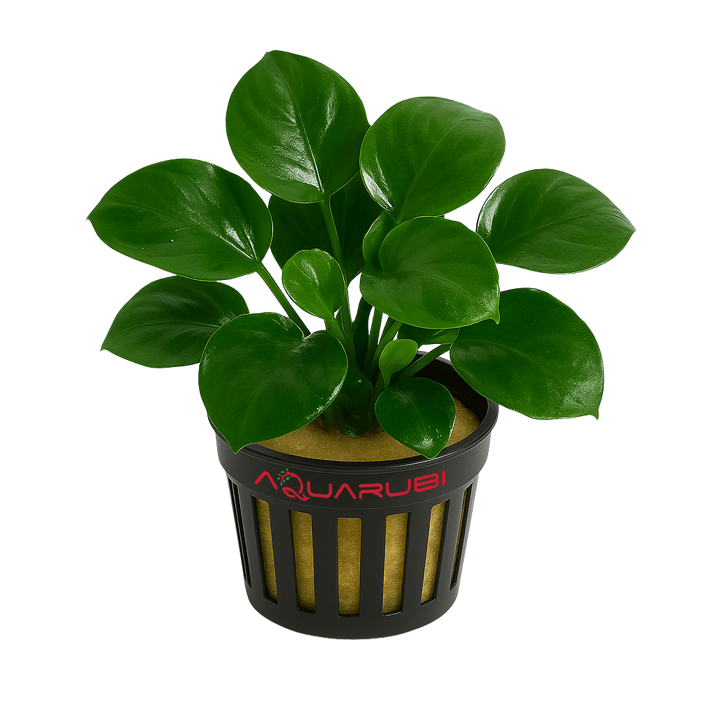 Anubias Barteri Var Nana Golden Coin