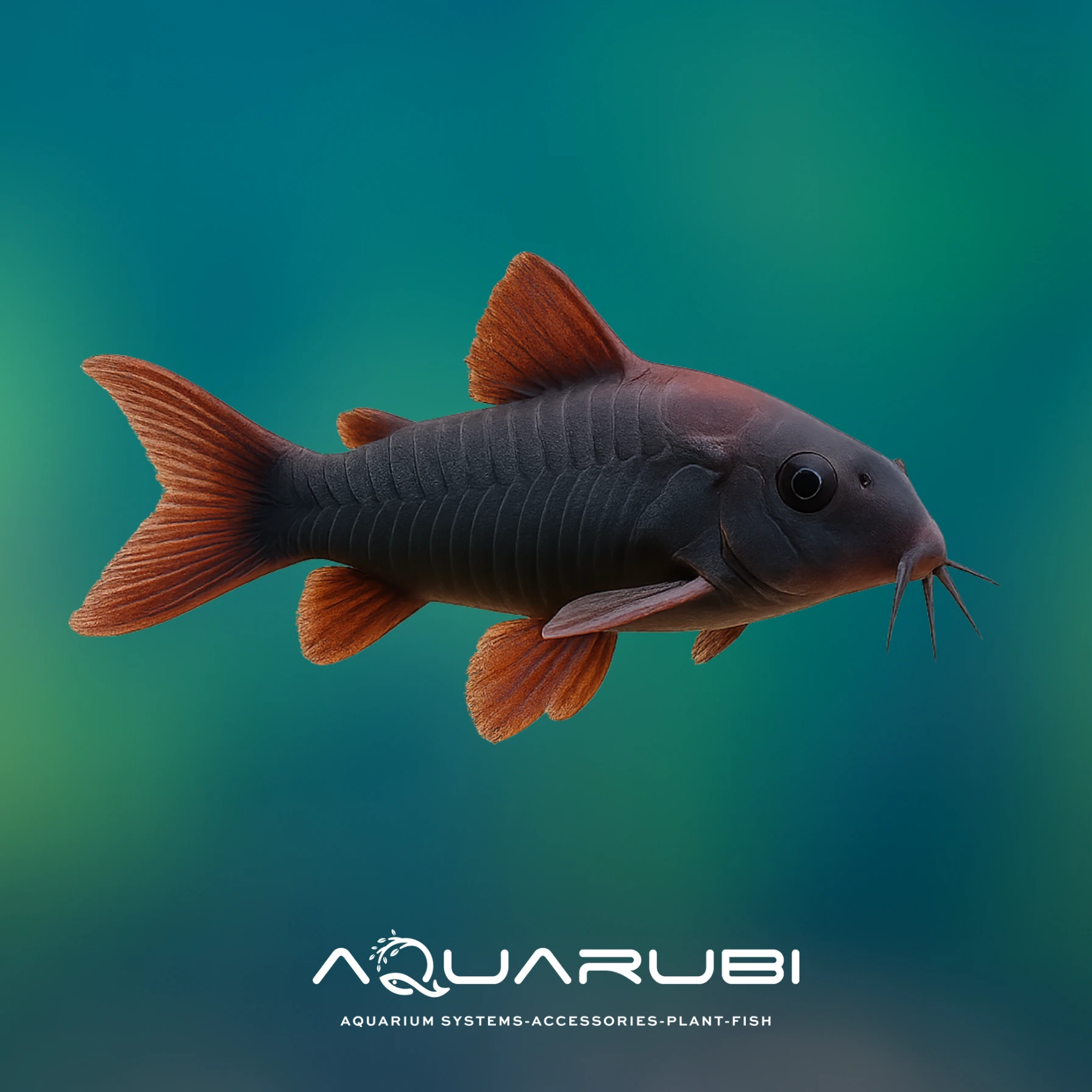 Black Venezuela Corydoras 3-4cm 5 adet