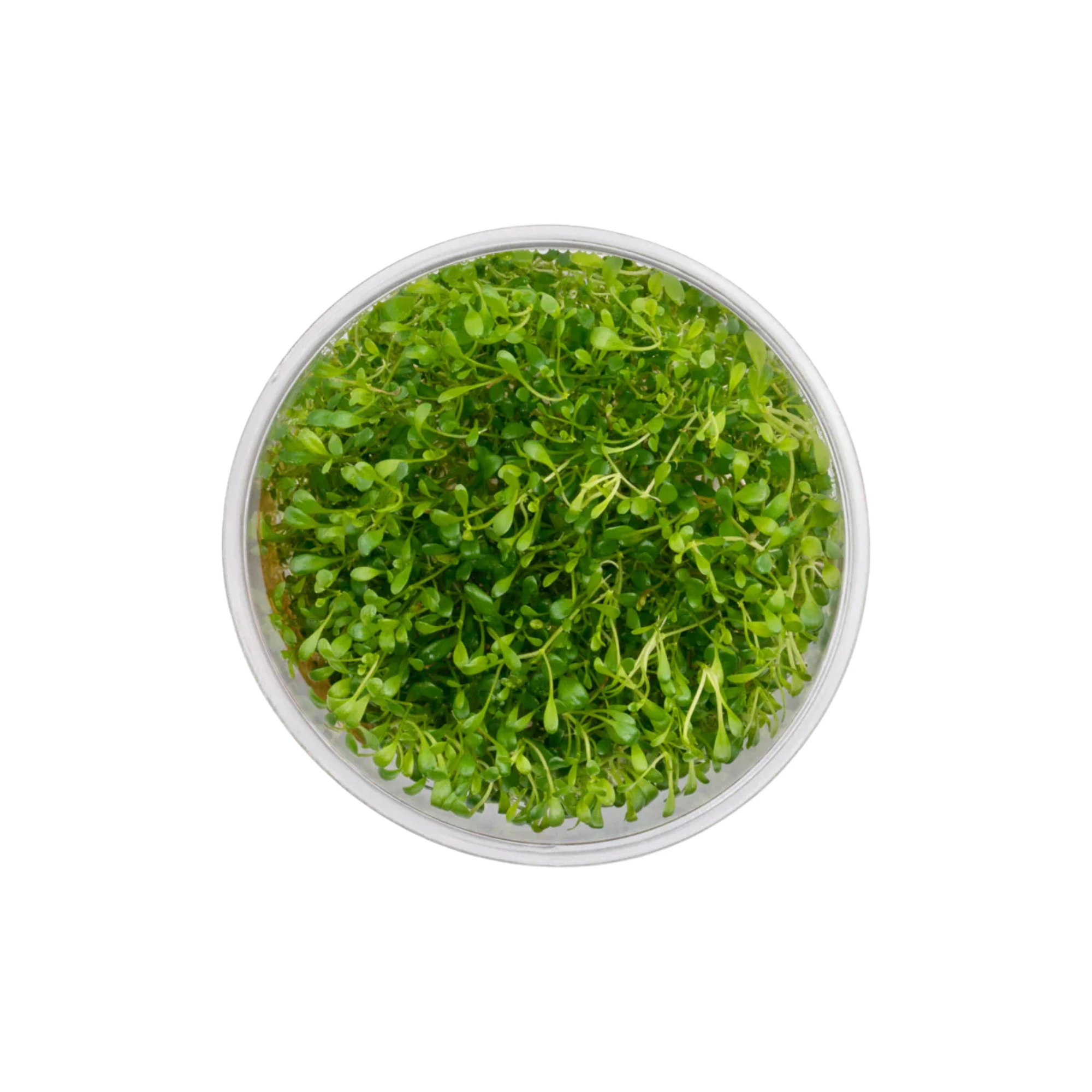 Glossostigma Elatinoides Cup