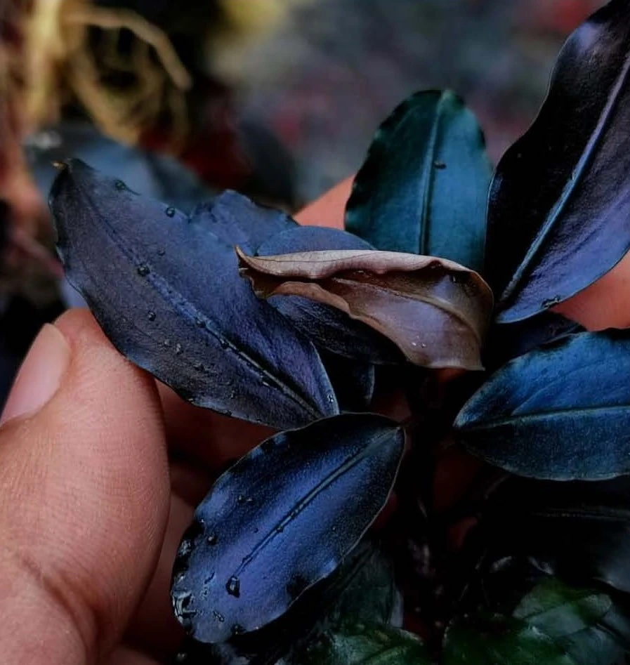 Bucephalandra Pandora Quenn