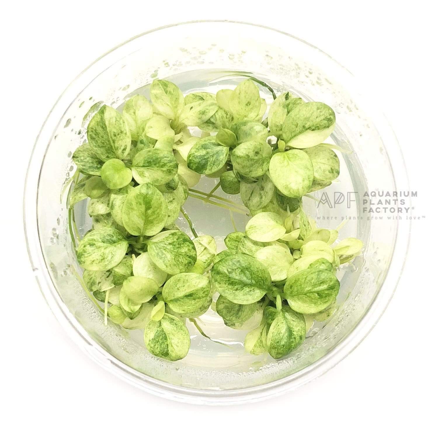 Anubias White Cup 'NEW'