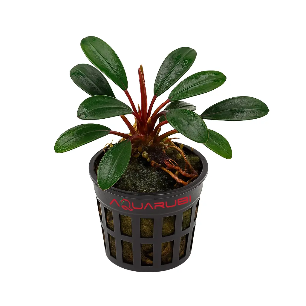 Bucephalandra Penelope