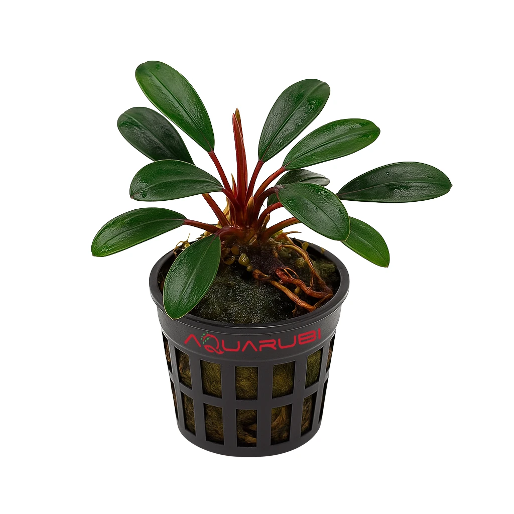 Bucephalandra Penelope