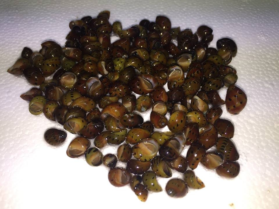 Mini Tiger Nerite Salyangoz 5 adet