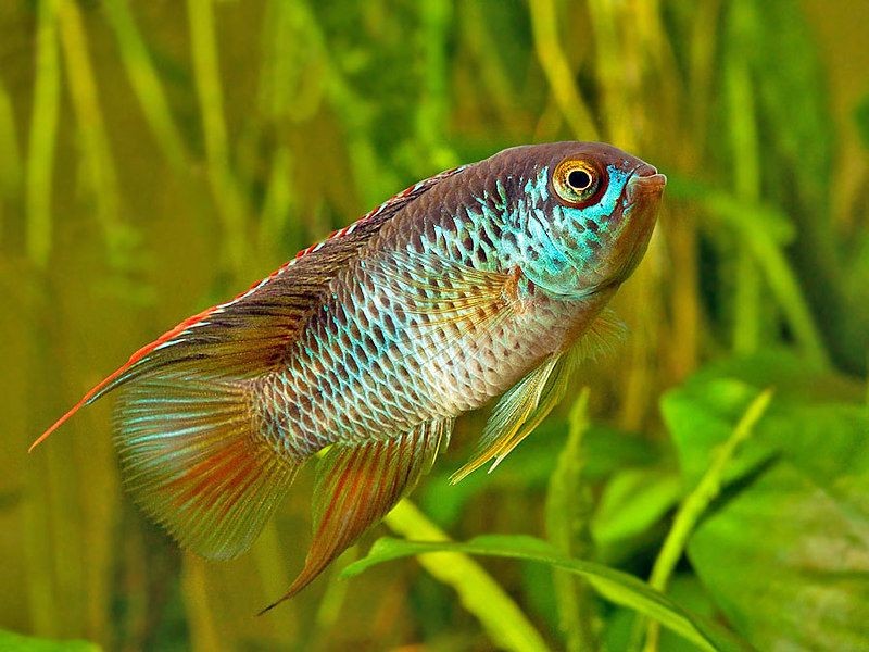 Nannacara Anomala 3,5-4cm 4 adet