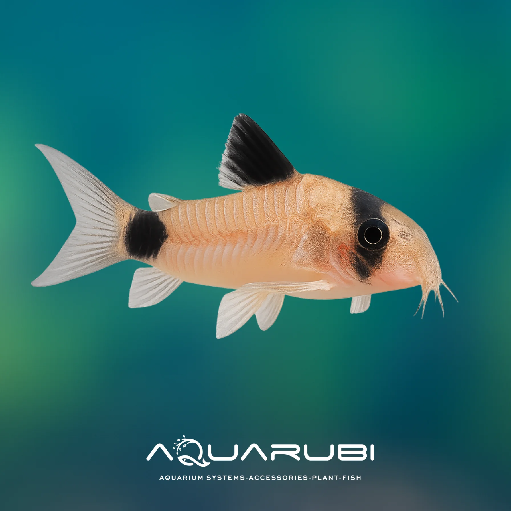 Corydoras Panda 2,5-3cm