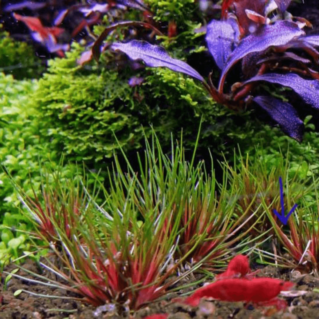 Eriocaulon Blood Vomit