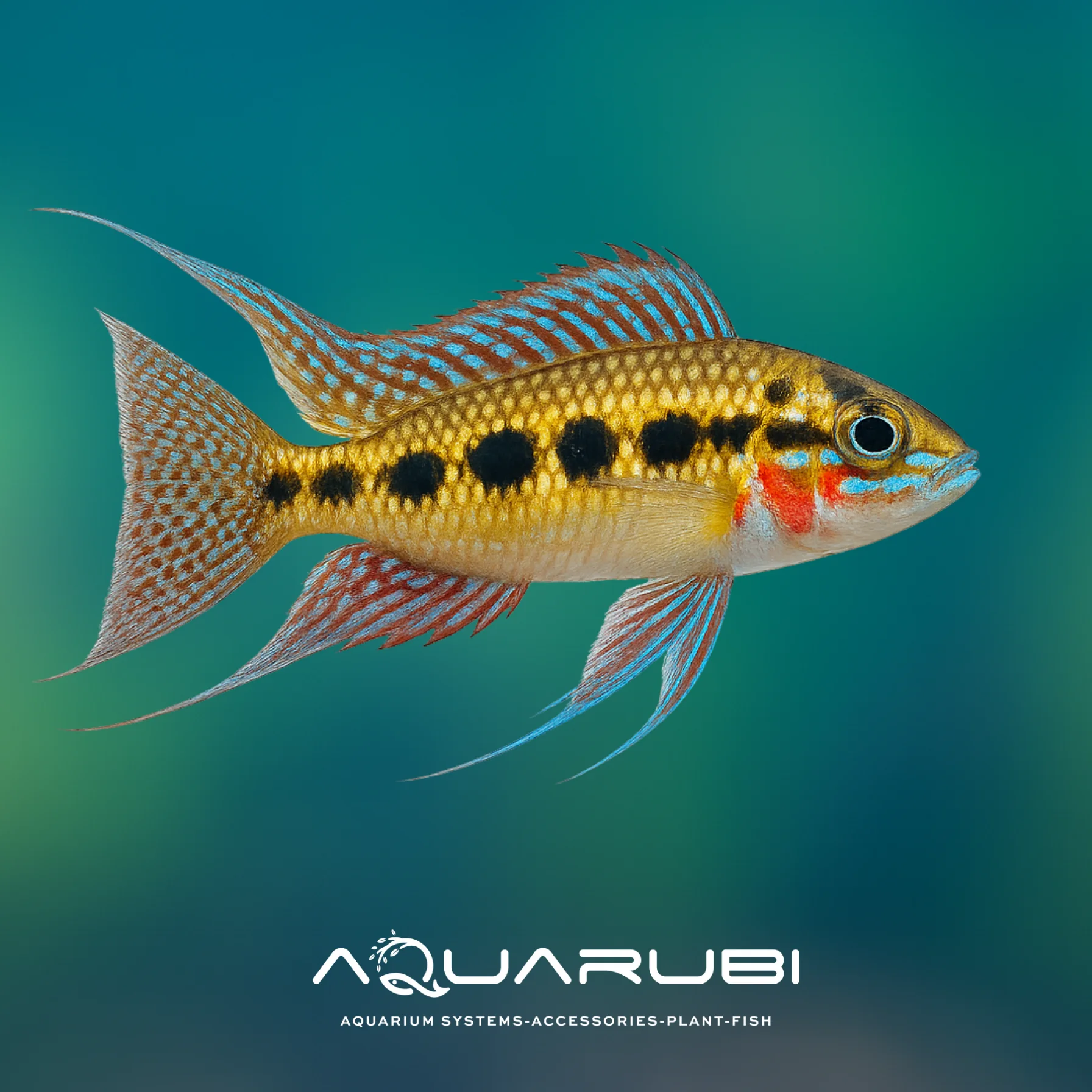 Dicrossus Filamentosus 3-4cm