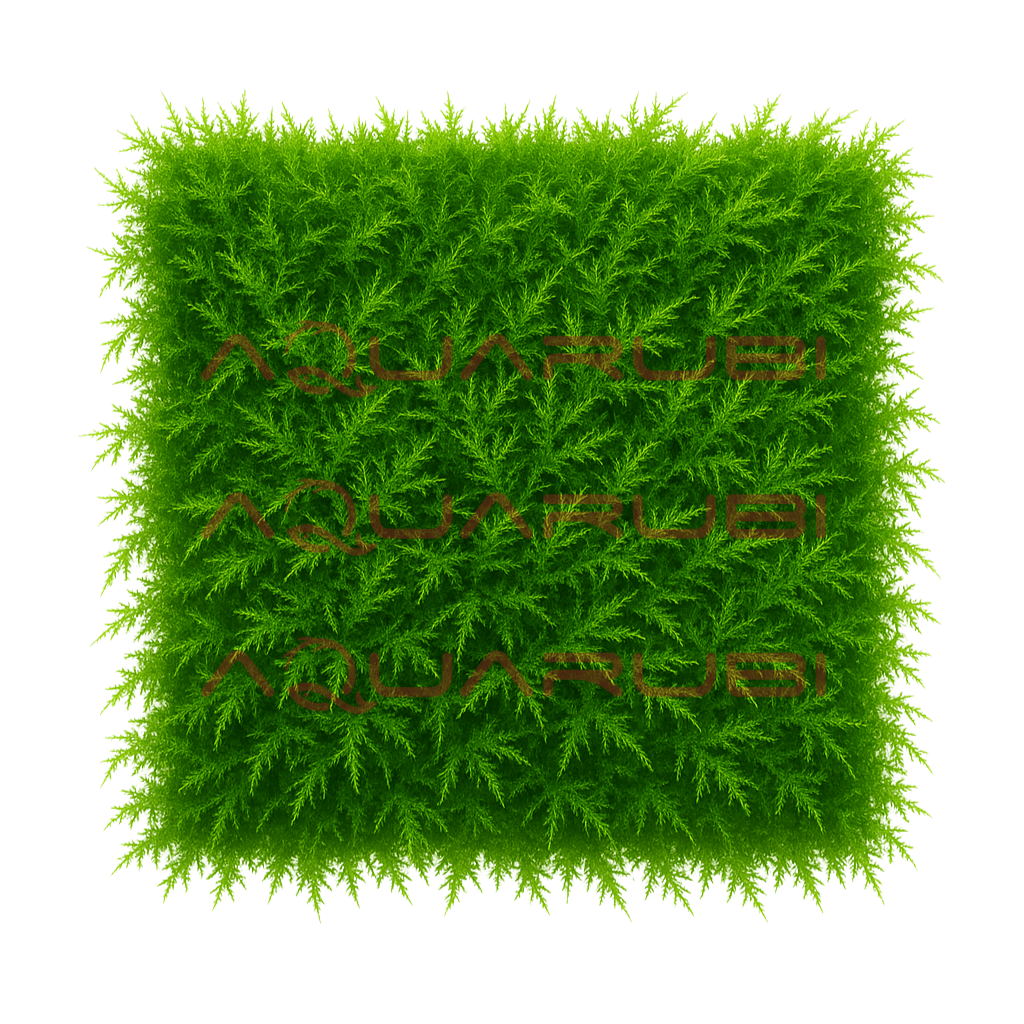 Spiky Moss (Taxiphyllum sp,)