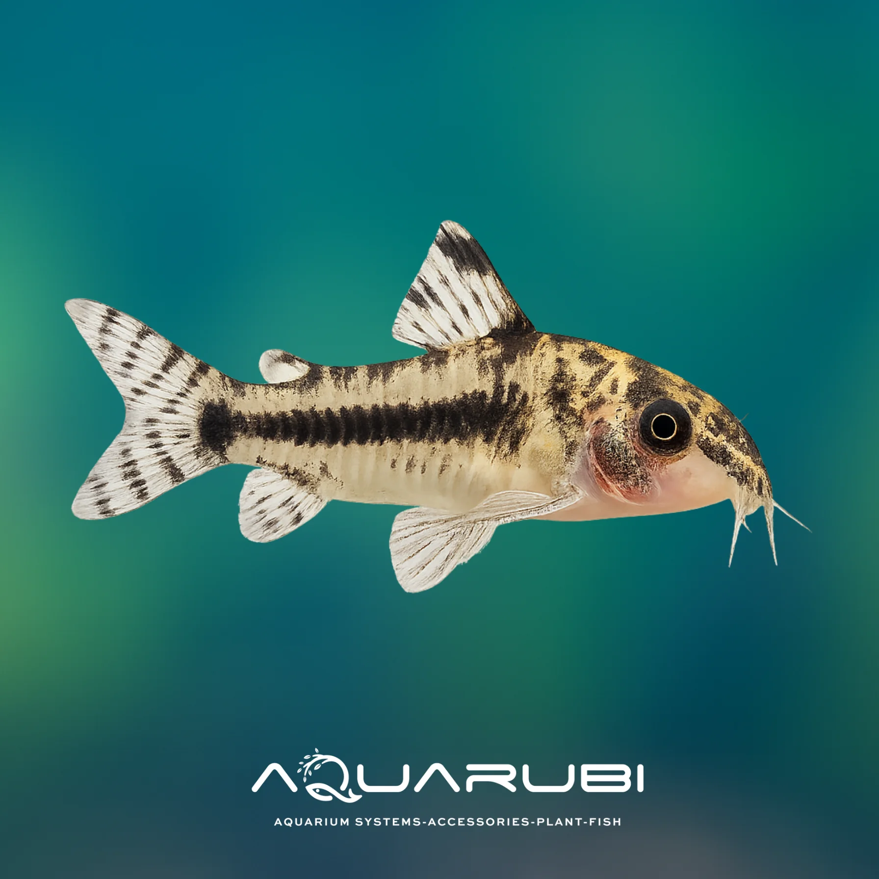 Corydoras Habrosus 2-2,5cm