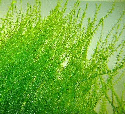 Stringy Moss (Leptodictyum Riparium)