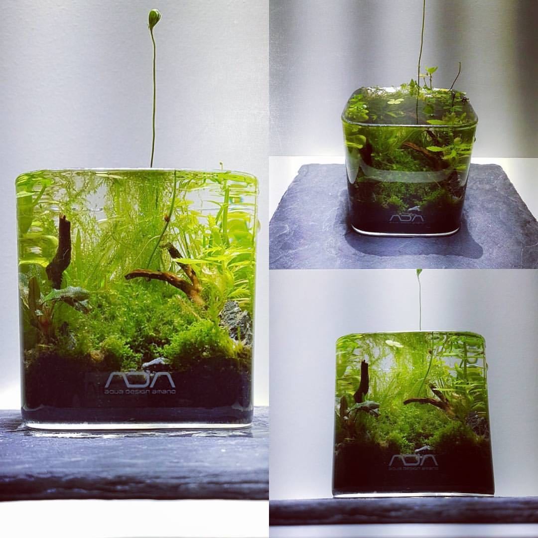 ADA Glass Pot Kaku -S-
