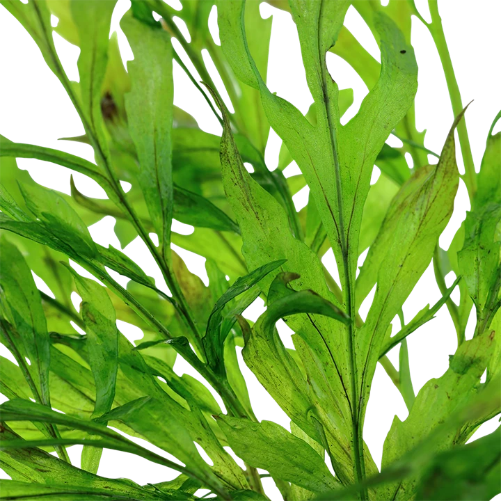 Bolbitis Heudelotii Saksı