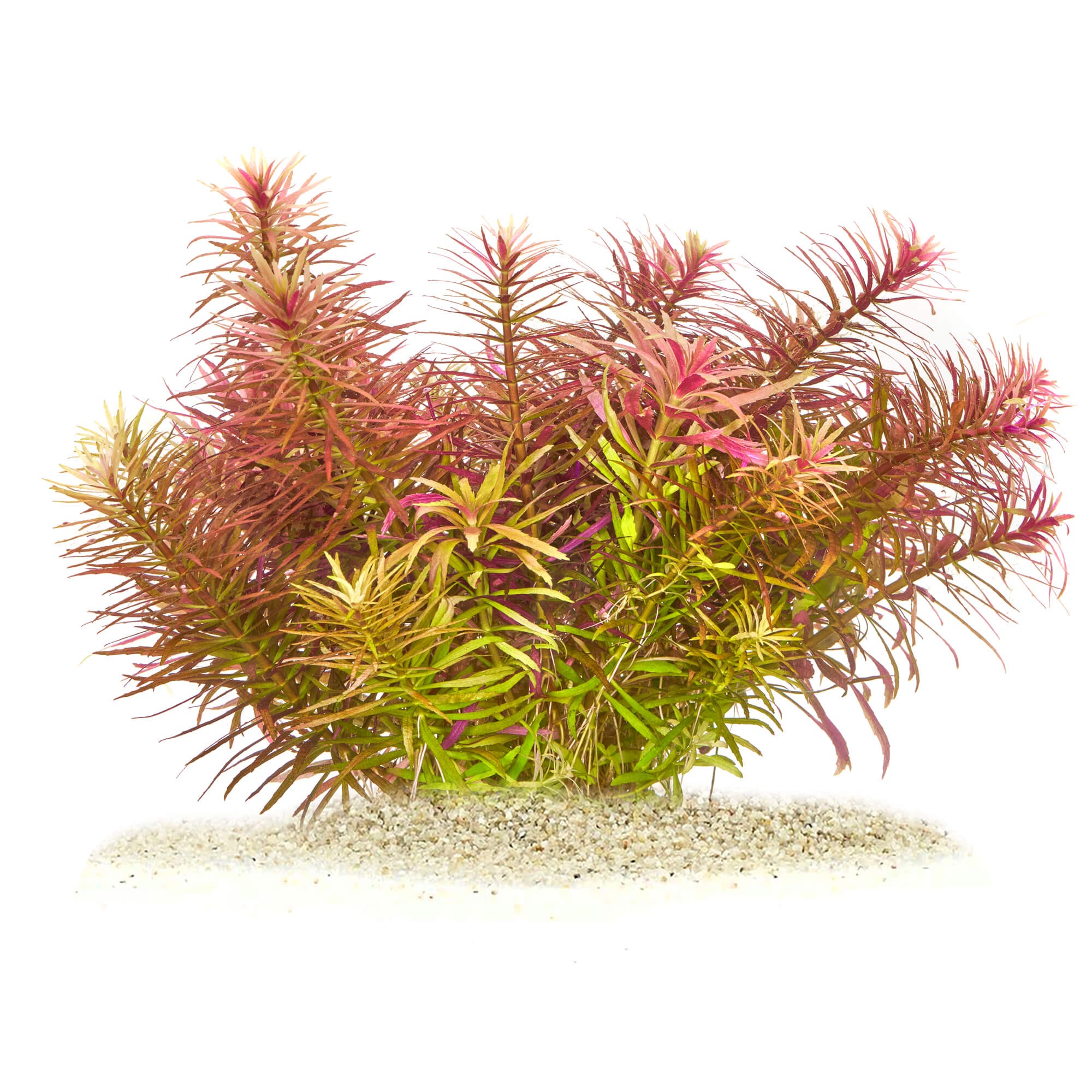Limnophila Aromatica Red