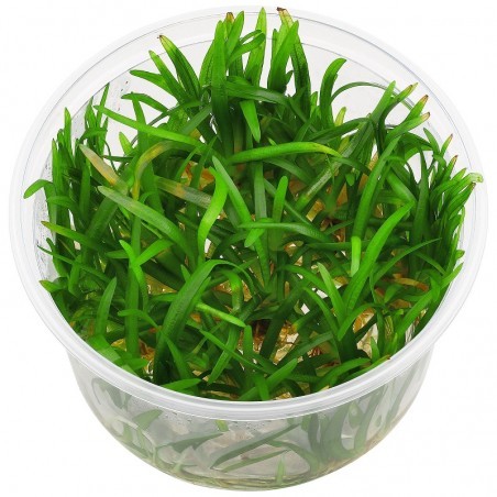Sagittaria Subulata Vitro