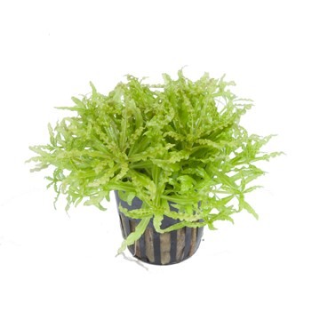 Pogostemon Helferi
