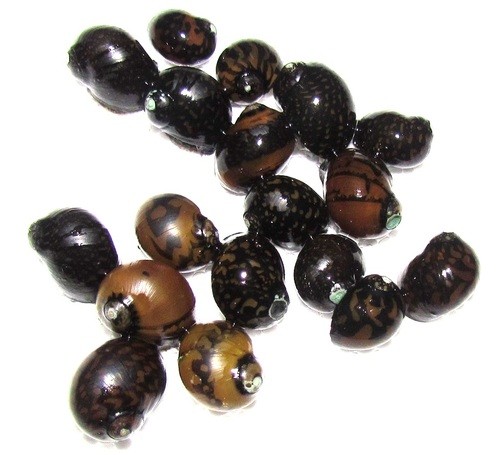 Mini Nerite Salyangoz 5 adet
