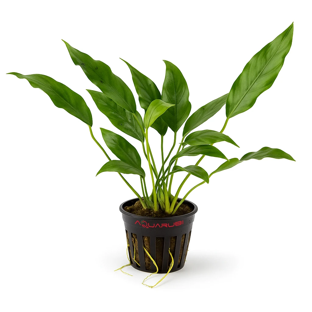 Anubias Species 'Short & Sharp'