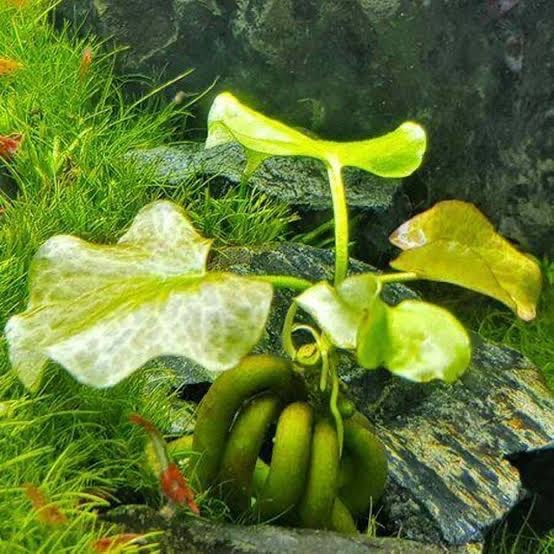 Nymphoides Aquatica / Banana Plant
